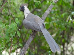 Western_Corridor2009-90